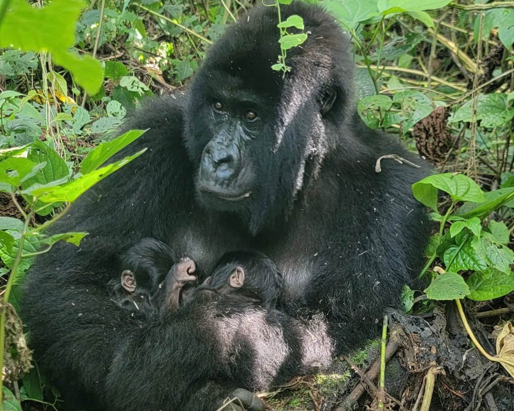 femelle mafuka avec les jumelles