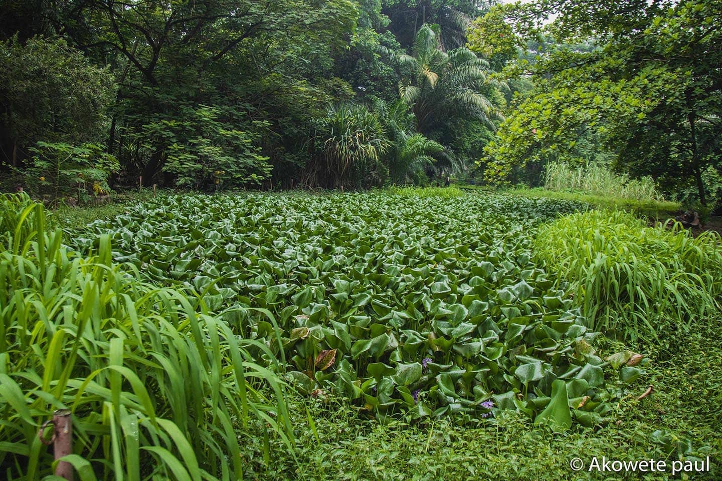 Couloir Vert Kivu Kinshasa