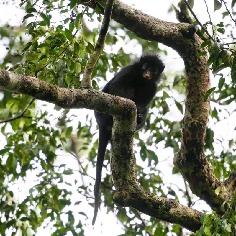 nouvelle espèce de singe découvert par l'ICCN en RDC