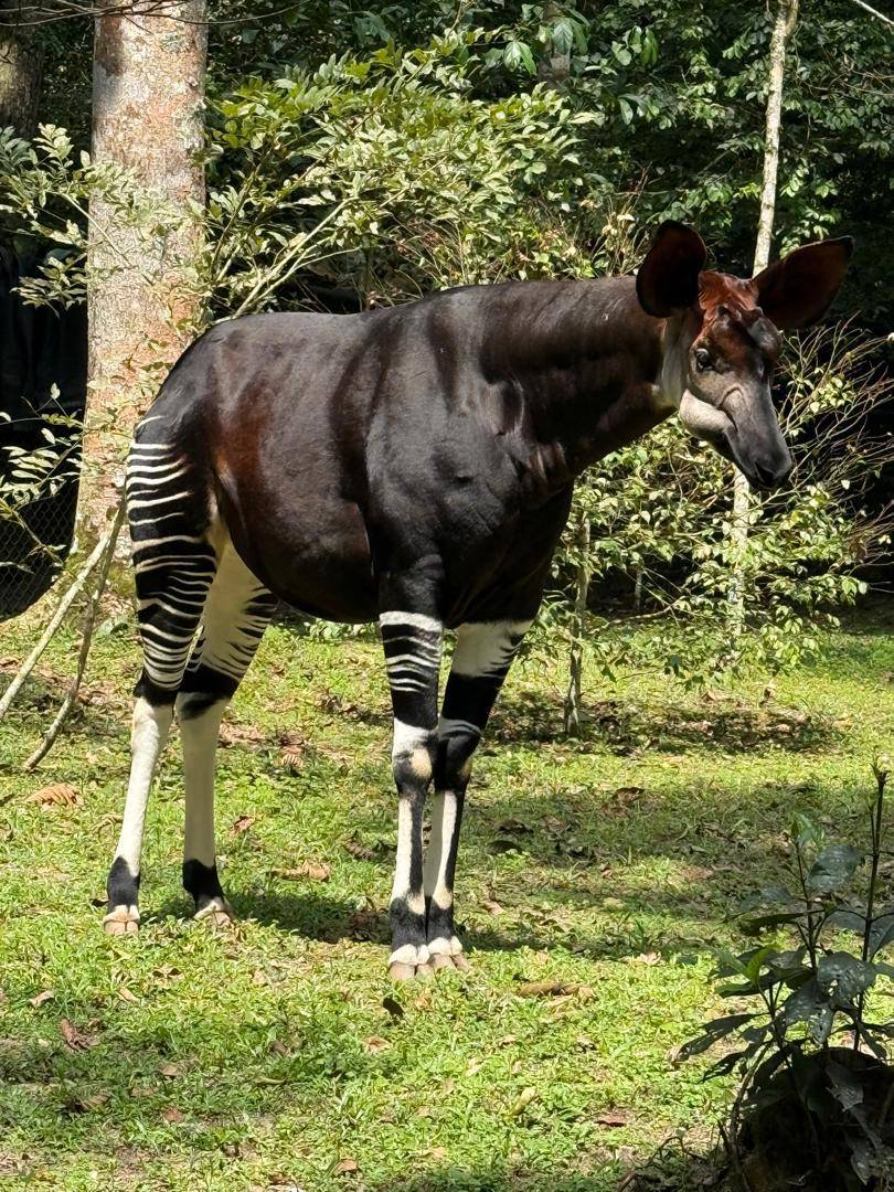 L'Okapi : Trésor Unique de la RDC
